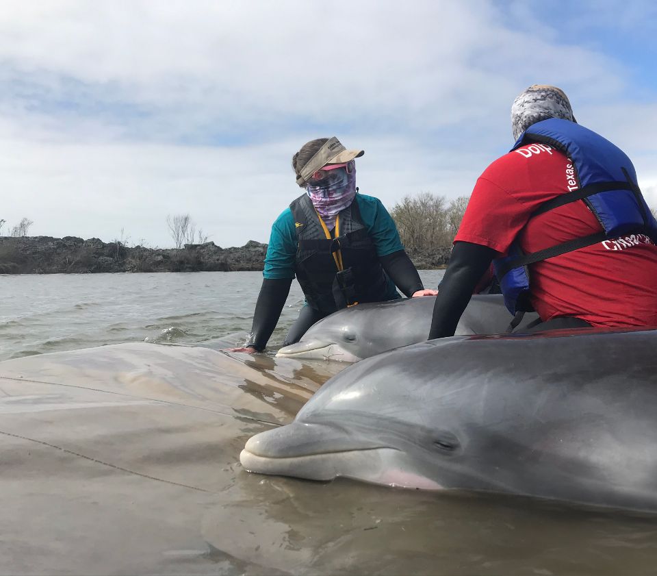 Dolphin Rescue