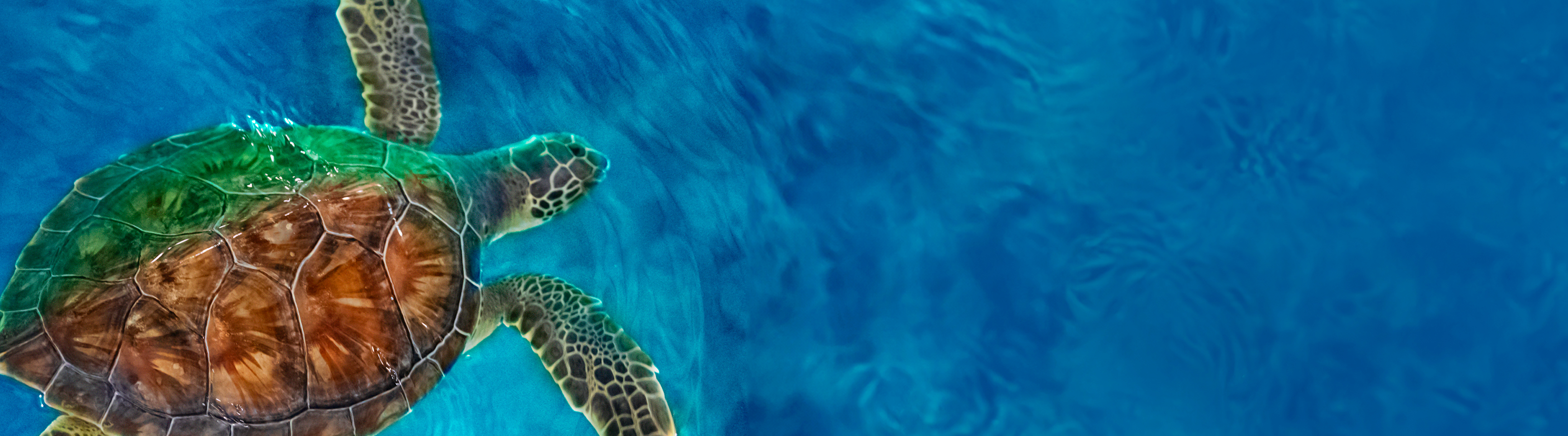sea turtle
