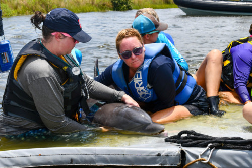 Dolphin Mother and Calf Rescued Near Grand Isle